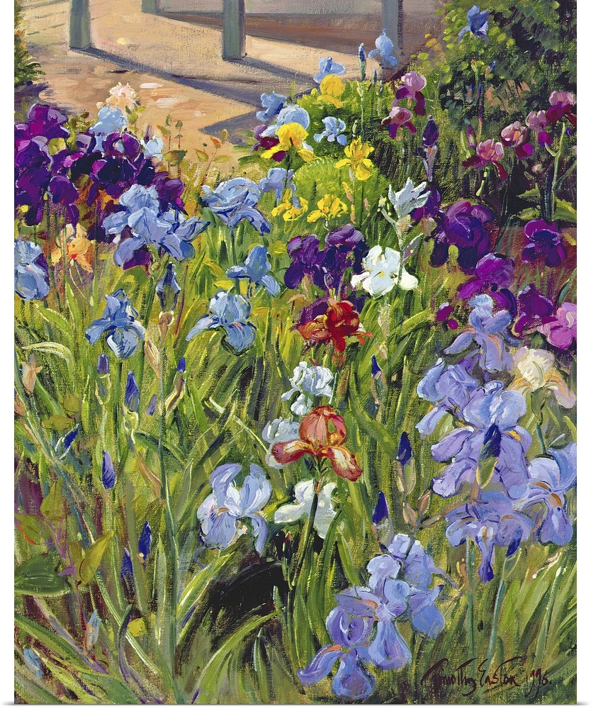 Oil painting by Timothy Easton featuring colorful iris flowers blooming in a garden.