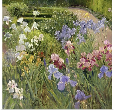 Irises at Bedfield