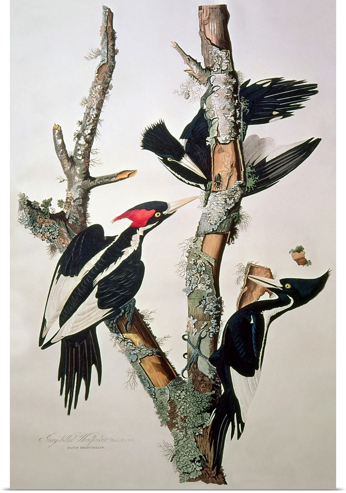 BAL5910 Ivory-billed Woodpecker, from 'Birds of America', 1829 (coloured engraving) (see 195912 for detail)  by Audubon, J...