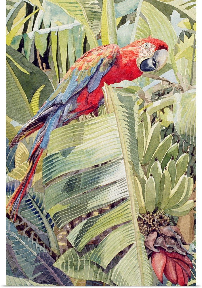 FCH153609 Jungle Parrot (w/c on paper) by House, Felicity