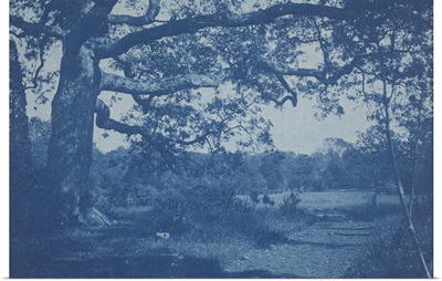 Large Oak At Edge Of Meadow, 1890s