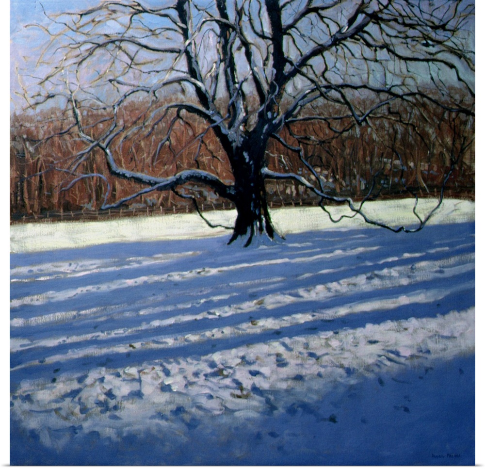Large Tree, Snow, Calke Abbey