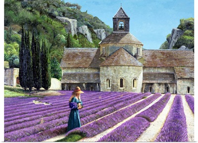 Lavender Picker, Abbaye Senanque, Provence