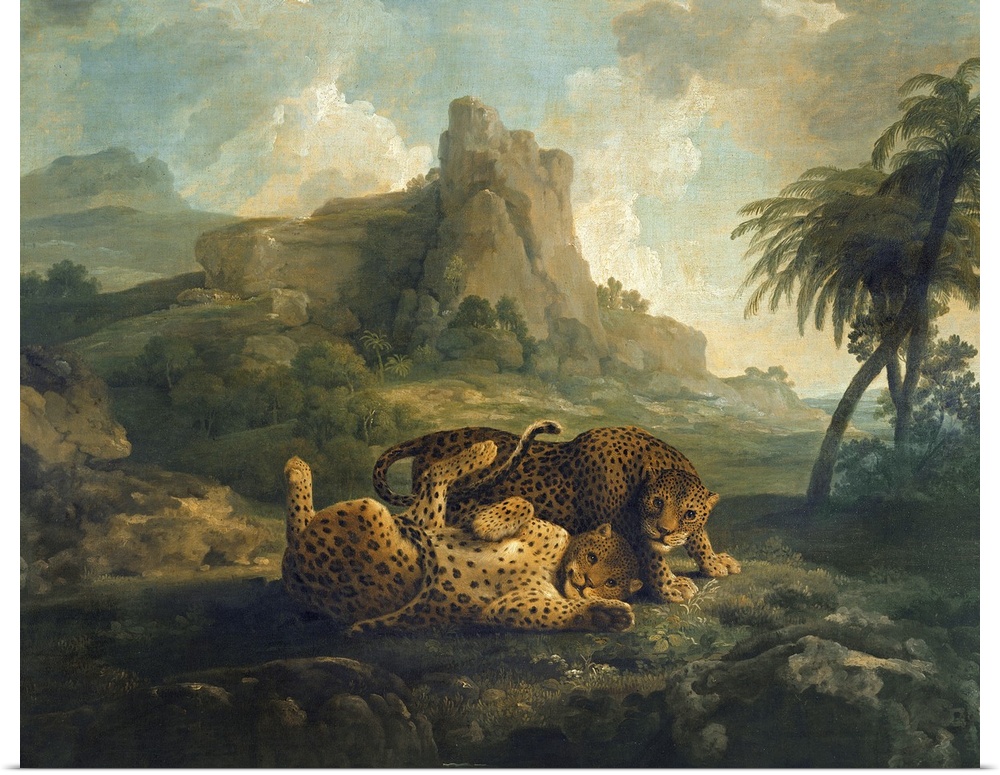 BAL72381 Leopards at Play, c.1763-8  by Stubbs, George (1724-1806); oil on canvas; 101.5x127 cm; Private Collection; Engli...