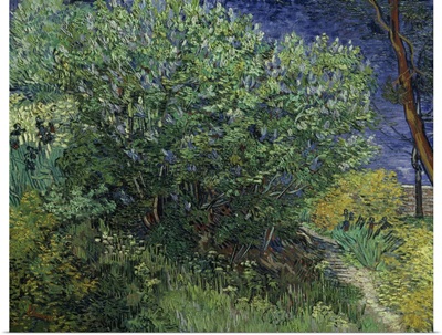 Lilac Bush, 1889