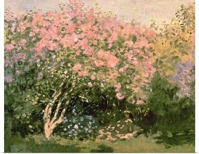 Lilac in the Sun, 1873