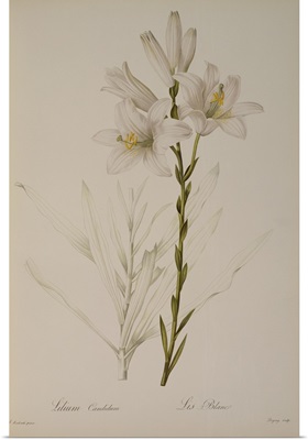 Lilium Candidum, from Les Liliacees, 1807