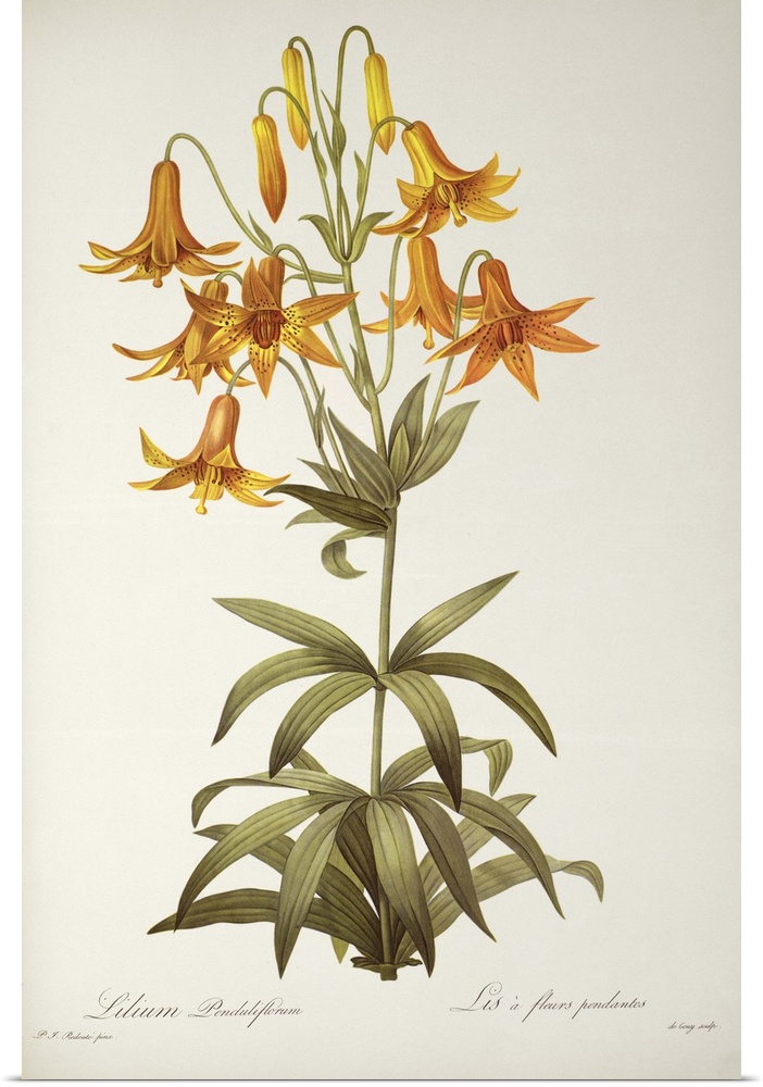 BAL46189 Lilium Penduliflorum, from `Les Liliacees', 1811 (coloured engraving)  by Redoute, Pierre Joseph (1759-1840); Lin...