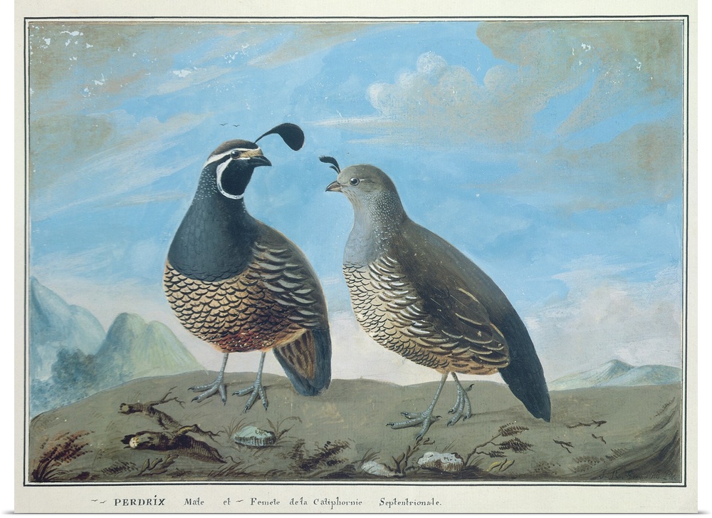 Perdrix Male et Femelle de la Californie; Jean-Francois Gallup de la Perouse (1741-88);