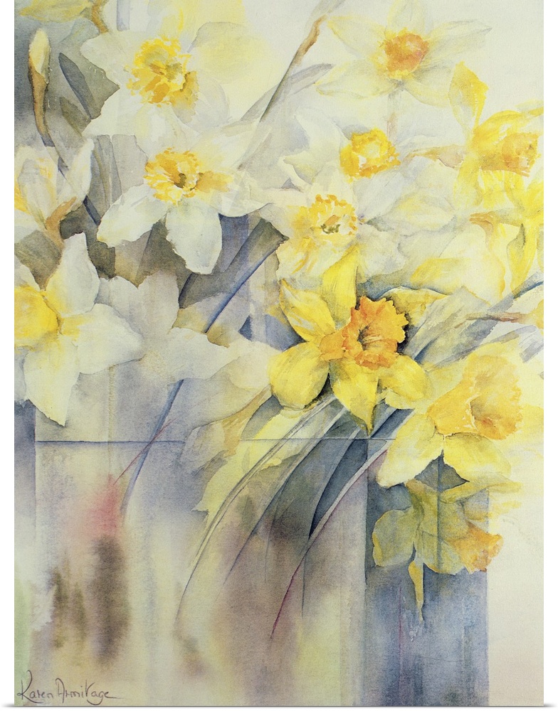 Mixed Daffodils in a Tank