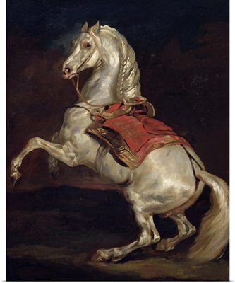 Napoleon's Stallion, Tamerlan