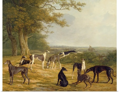 Nine Greyhounds in a Landscape