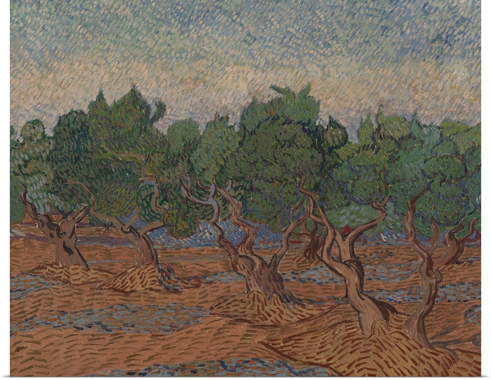 Olive Grove, 1889, oil on canvas.  By Vincent van Gogh (1853-90).