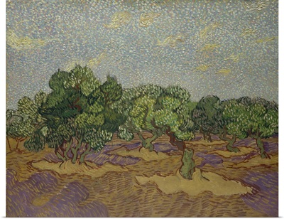 Olive Trees, 1889
