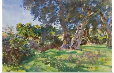 Olive Trees, Corfu