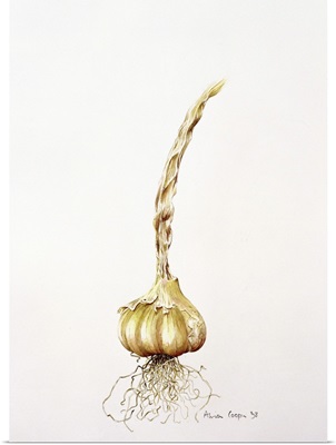 Onion, 1998