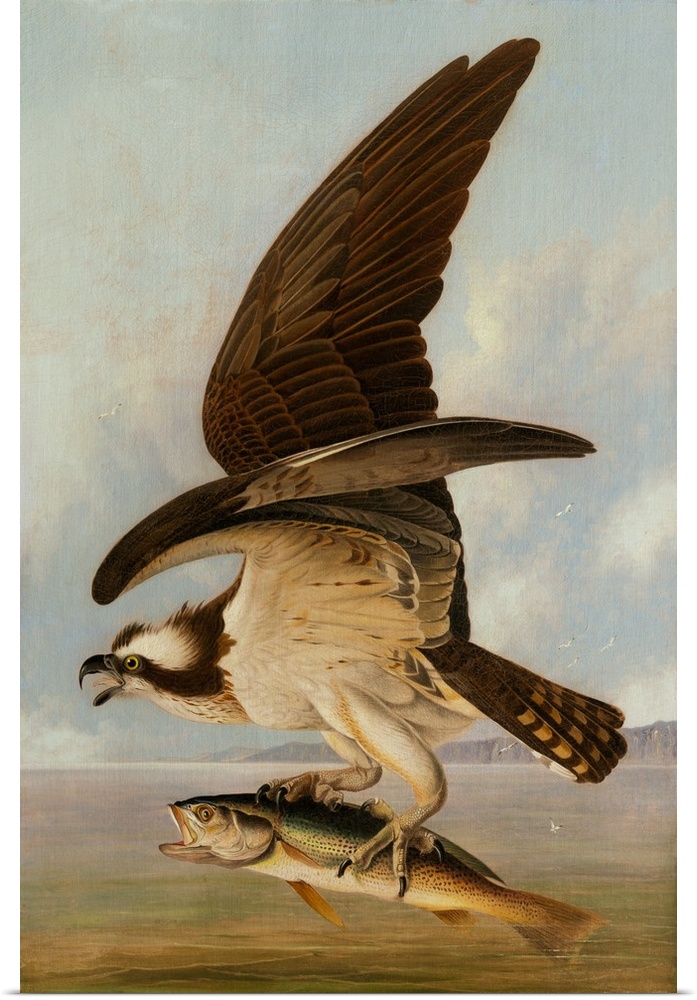 Osprey and Weakfish, 1829, oil on canvas on hardboard.  By John James Audubon (1785-1851).