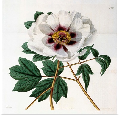 Paeonia suffruticosa Andr. var. papaveracea, 1788-1896