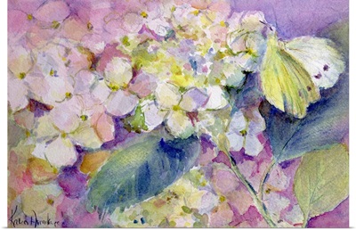 Pale Clouded Yellow Butterfly, Colias Hyale on Hydrangea