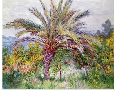 Palm Tree At Bordighera, 1884