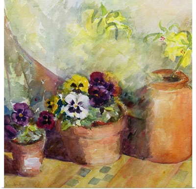 Pansies and Terracotta Pots