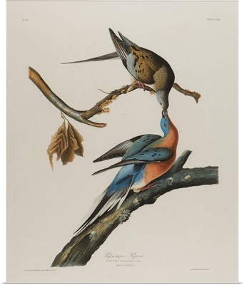 Passenger Pigeon, 1827-1838