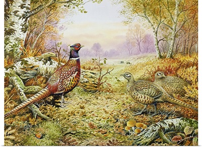 Pheasants in Woodland