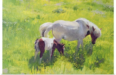 Piebald horse and foal