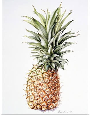 Pineapple, 1997