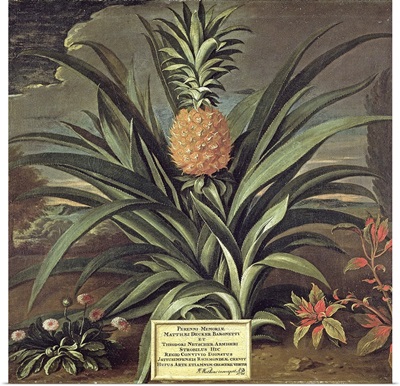 Pineapple grown in Sir Matthew Decker's Garden, Richmond, Surrey, 1720
