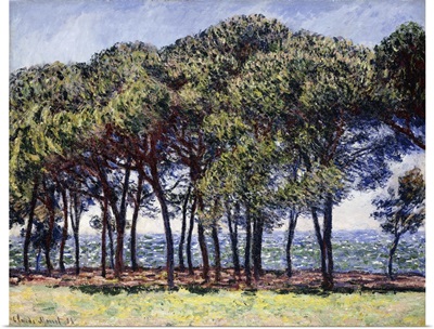 Pines, Cap d'Antibes, 1888