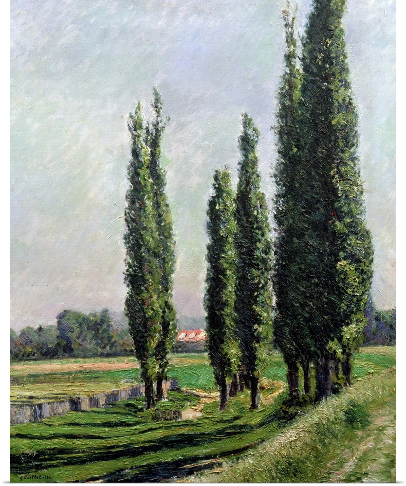BRM156231 Poplars on the Riverbank at Argenteuil (oil on canvas) by Caillebotte, Gustave (1848-94); Private Collection; (a...