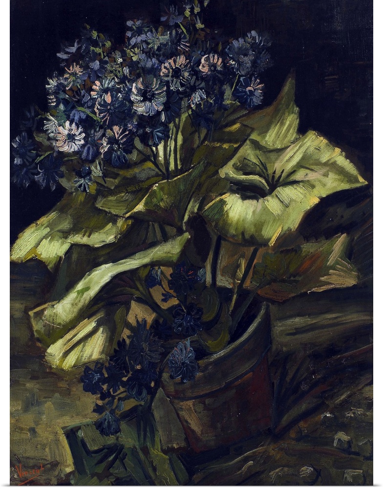 Pot De Cineraires (Cineraria In A Flowerpot), 1886