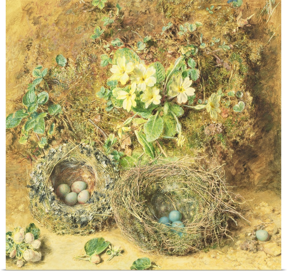 BAL8306 Primroses and Birds' Nests (w/c on paper)  by Hunt, William Henry (1790-1864); watercolour on paper; Victoria