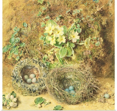 Primroses and Birds' Nests