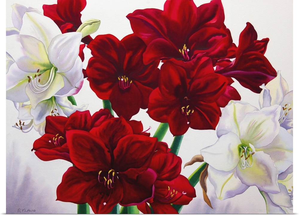 Contemporary painting of a bouquet of amaryllis flowers.