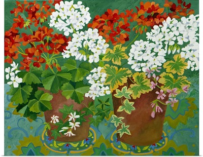 Red and white geraniums in pots, 2013