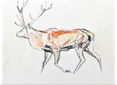 Red Deer Stag, 2020