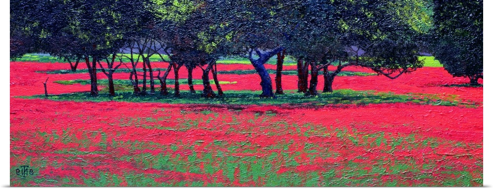 Panoramic photo of a field or red flowers with clusters of tree in the middle of the field.