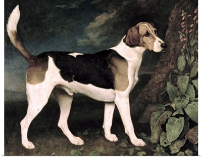 Ringwood, a Brocklesby Foxhound, 1792