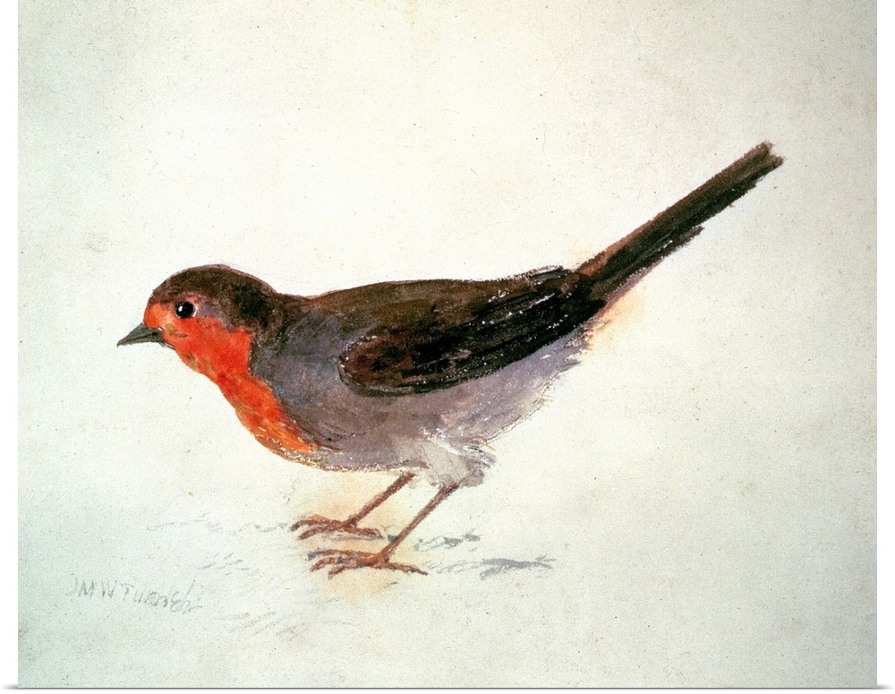 Robin, from The Farnley Book of Birds, c.1816 (pencil and w/c on paper) by Joseph Mallord William Turner (1775-1851)Leeds ...