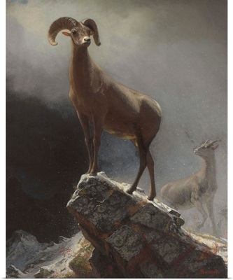 Rocky Mountain Sheep Or Big Horn, Ovis, Montana, C1884