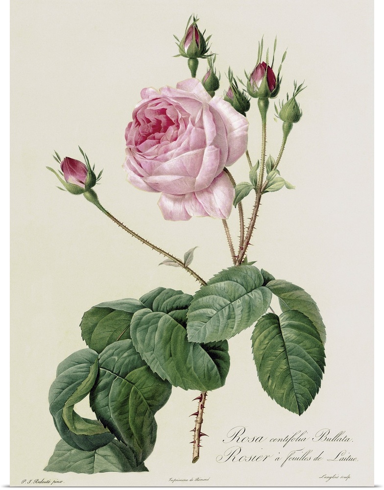 BAL8414 Rosa Centifolia Bullata, from 'Les Roses', 19th century (coloured engraving  by Redoute, Pierre Joseph (1759-1840)...
