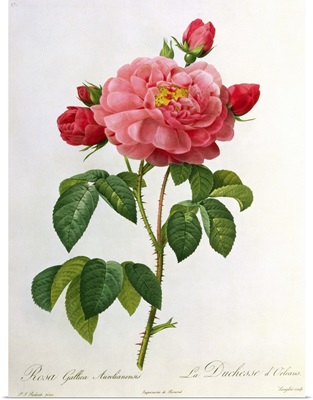 Rosa Gallica Aurelianensis, engraved by Eustache Hyacinthe Langlois (1777 1837)