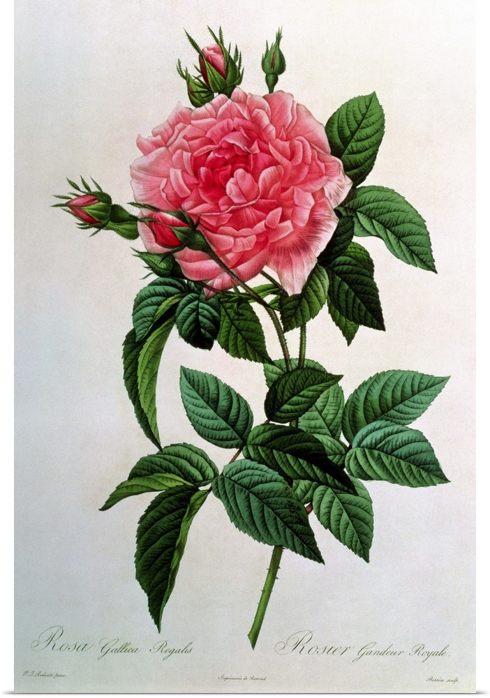 BAL8420 Rosa Gallica Regallis, from 'Les Roses', 19th century (coloured engraving)  by Redoute, Pierre Joseph (1759-1840);...