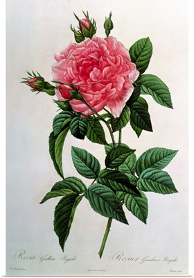 Rosa Gallica Regallis, from Les Roses, 19th century