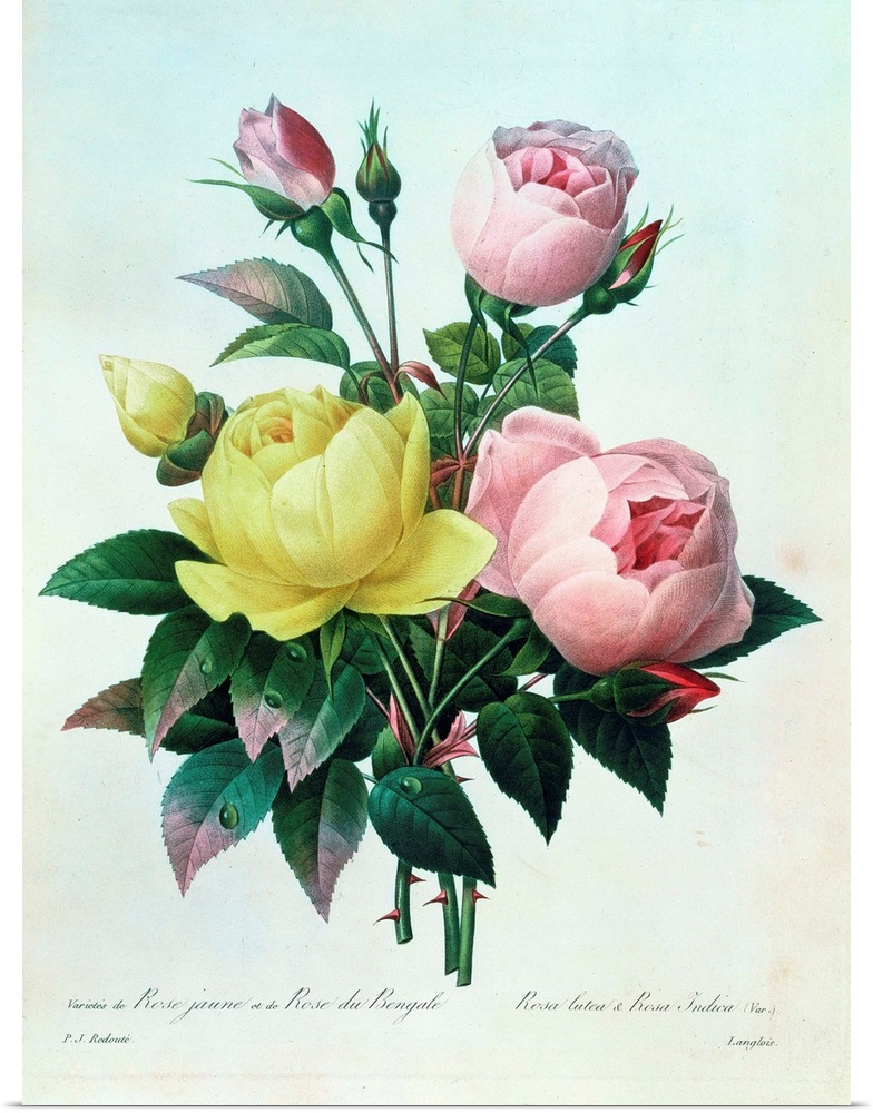 BAL14201 Rosa Lutea and Rosa Indica, from 'Les Choix des Plus Belles Fleurs', 1827  by Redoute, Pierre Joseph (1759-1840);...
