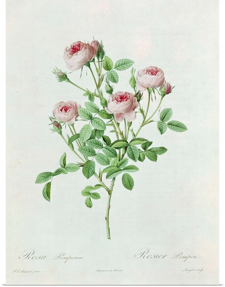 Rosa Pomponia, from Les Roses by Claude Antoine Thory