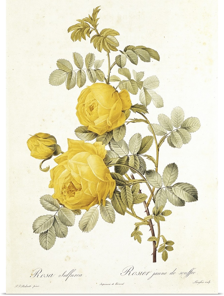 XIR178974 Rosa Sulfurea (Yellow Rose) from 'Les Roses' by Claude Antoine Thory (1757-1827) engraved by Eustache Hyacinthe ...
