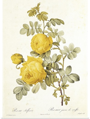 Rosa Sulfurea (Yellow Rose) from Les Roses by Claude Antoine Thory (1757 1827) engraved by Eustache Hyacinthe Langlois (1777 1837) 1817 (coloured engraving)